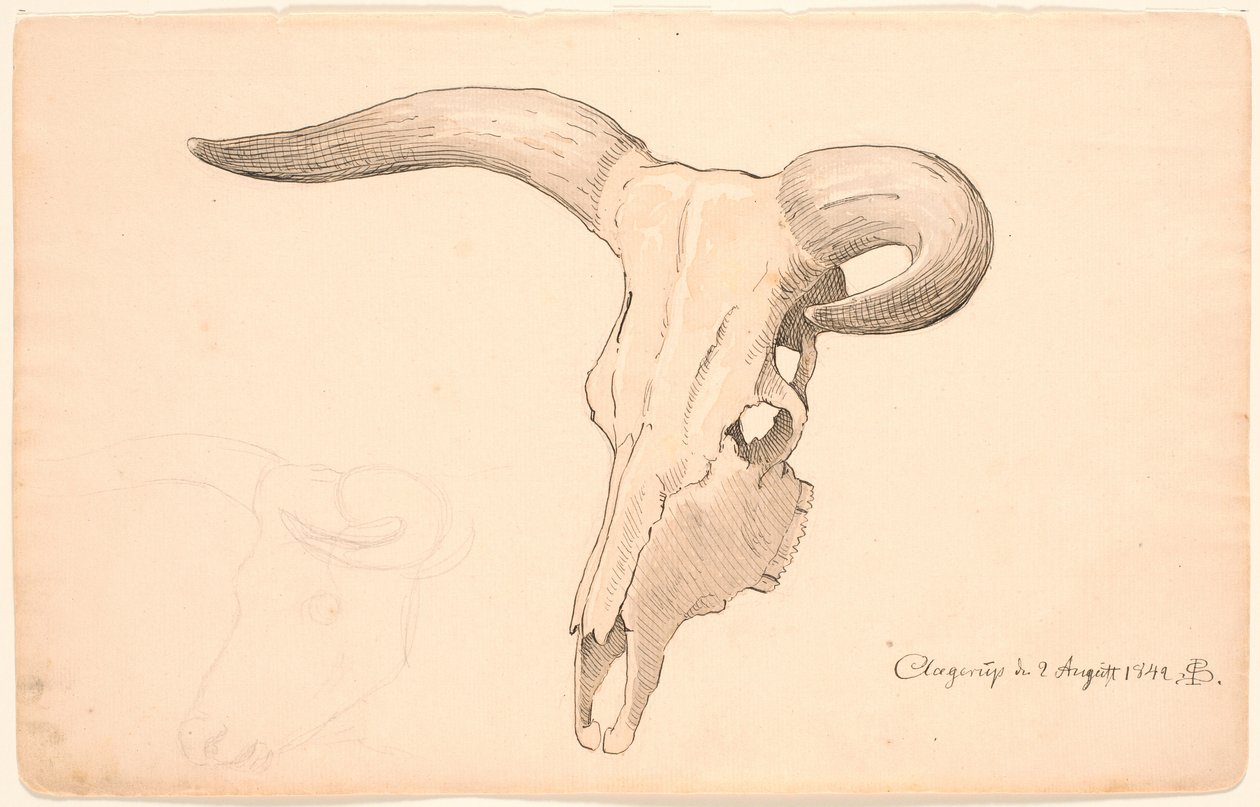 Skull of a Cow, in Three-Quarter Profile, the Left Horn Curved by P.C. Skovgaard