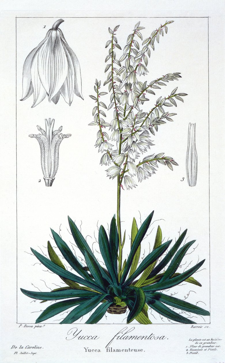 Yucca filamentosa by Pancrace Bessa