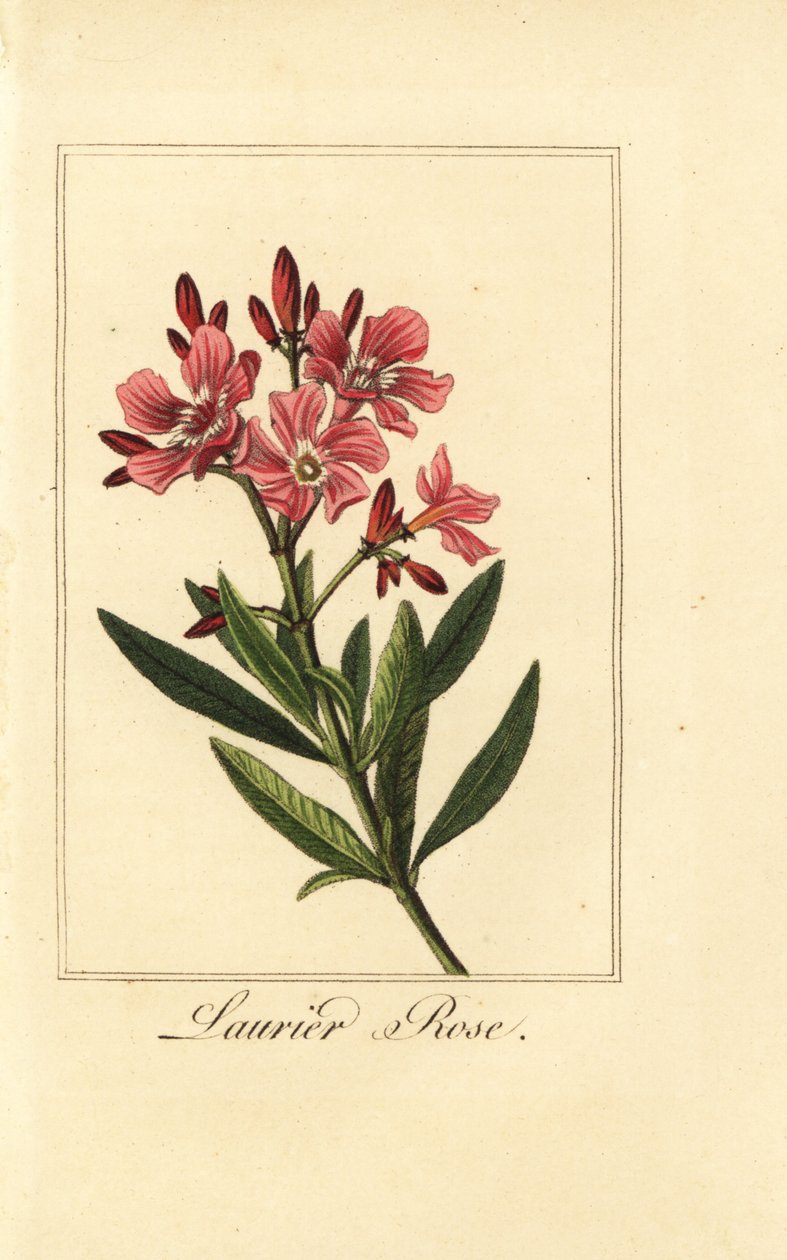 Oleander, Laurier-rose, Nerium oleander by Pancrace (after) Bessa