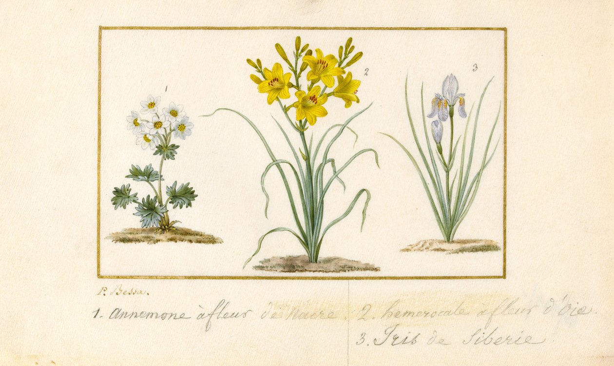 Anemone, Daylily and Iris by Pancrace Bessa