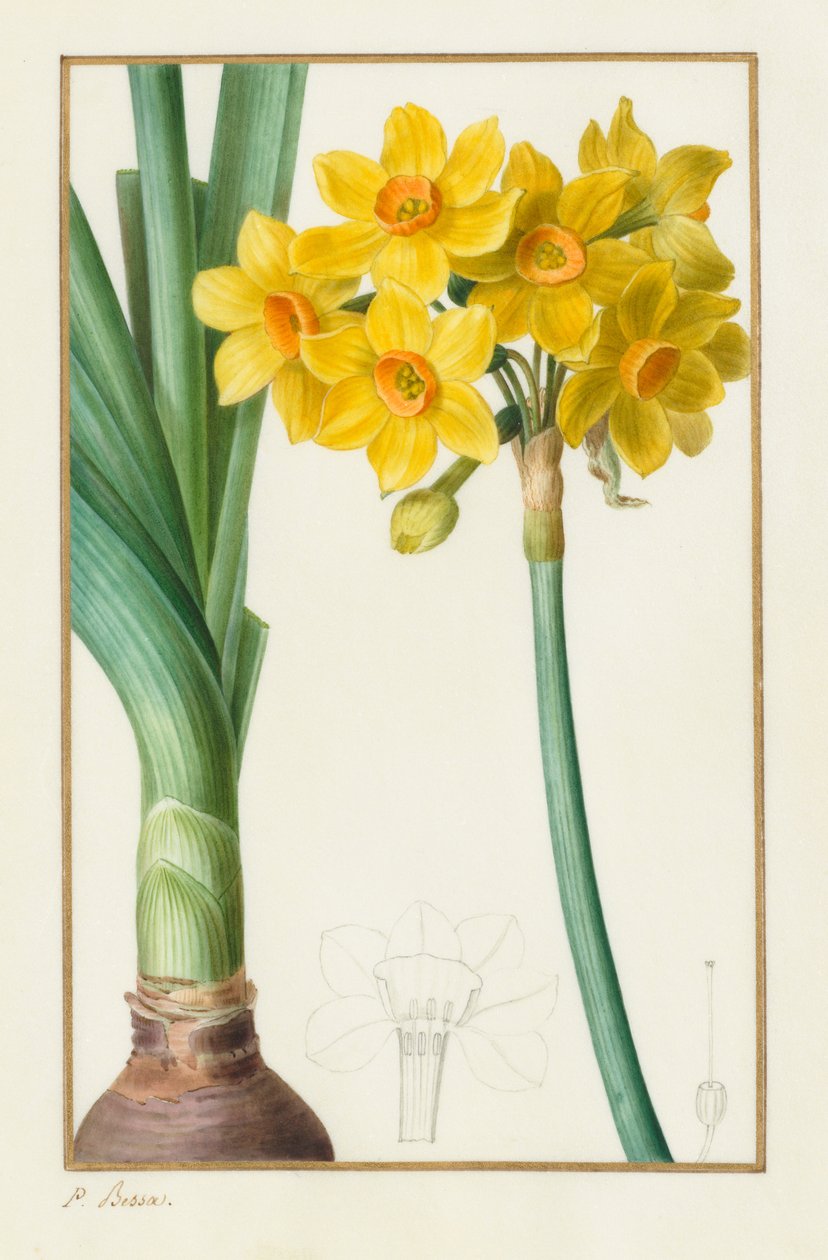 Polyanthus or Cluster Narcissus Botanical: Narcissus tazetta by Pancrace Bessa