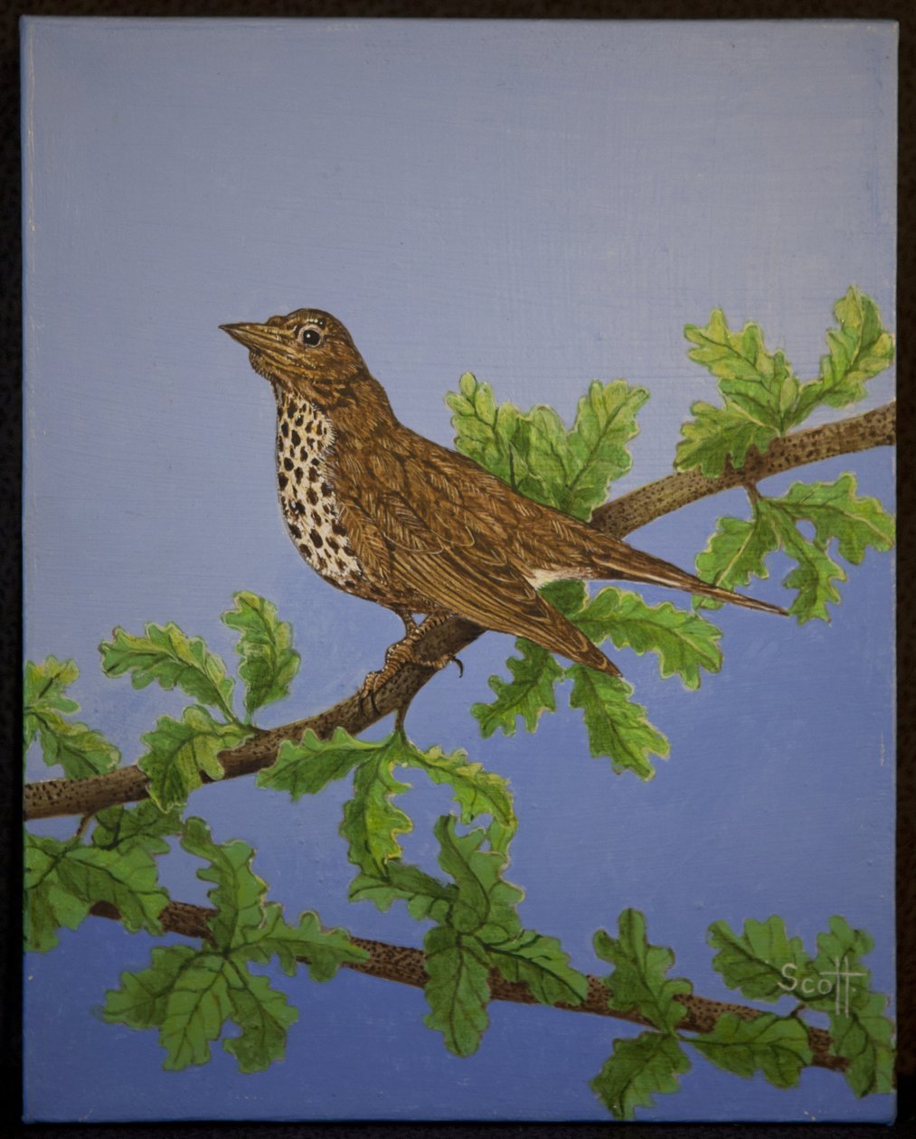 Mistle Thrush by Pat Scott