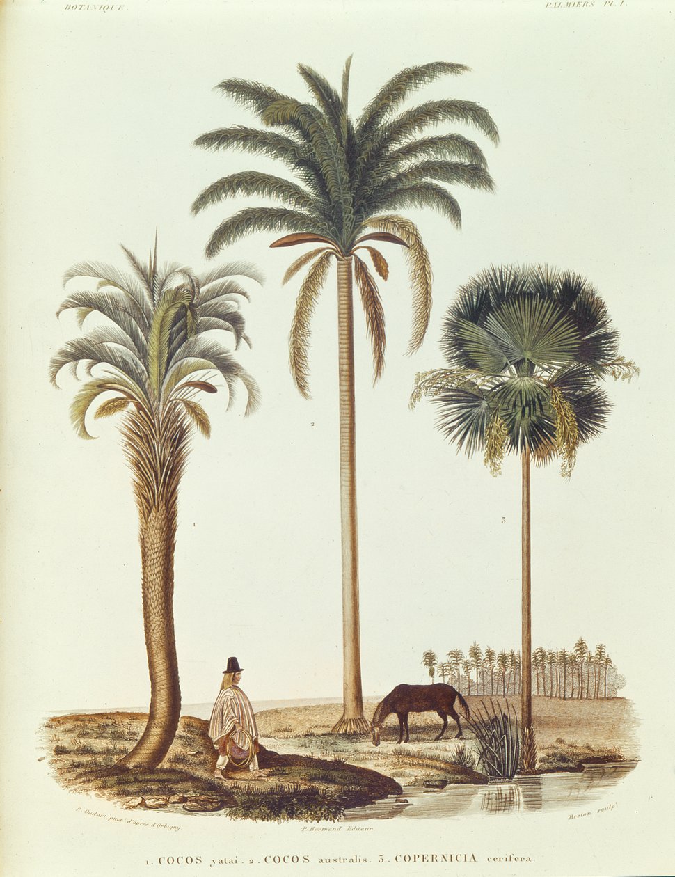 Species of Argentinian Palm Tree, illustration from Voyage dans l