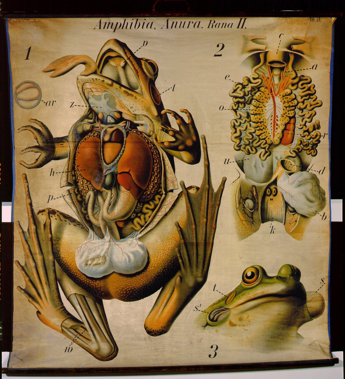 Anatomy of a Rana, No.27, Pfurtscheller's Zoological Wall Chart