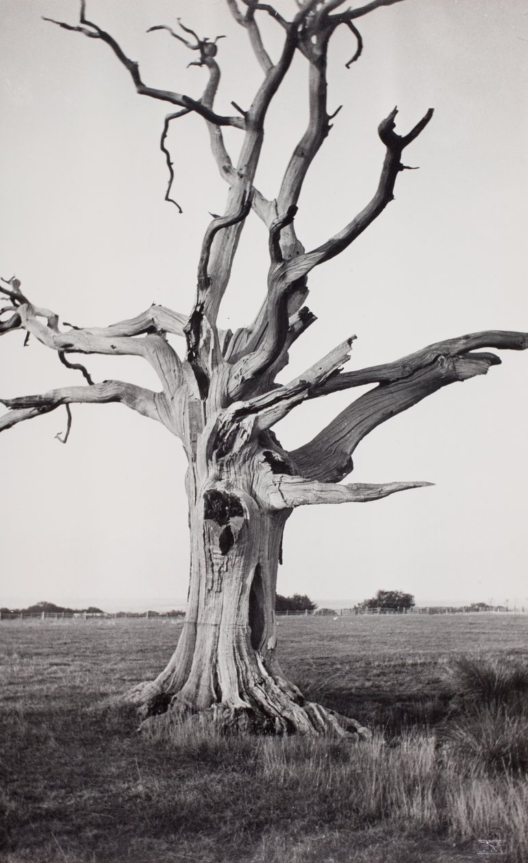 Dead Tree, Romney Marsh by Paul Nash