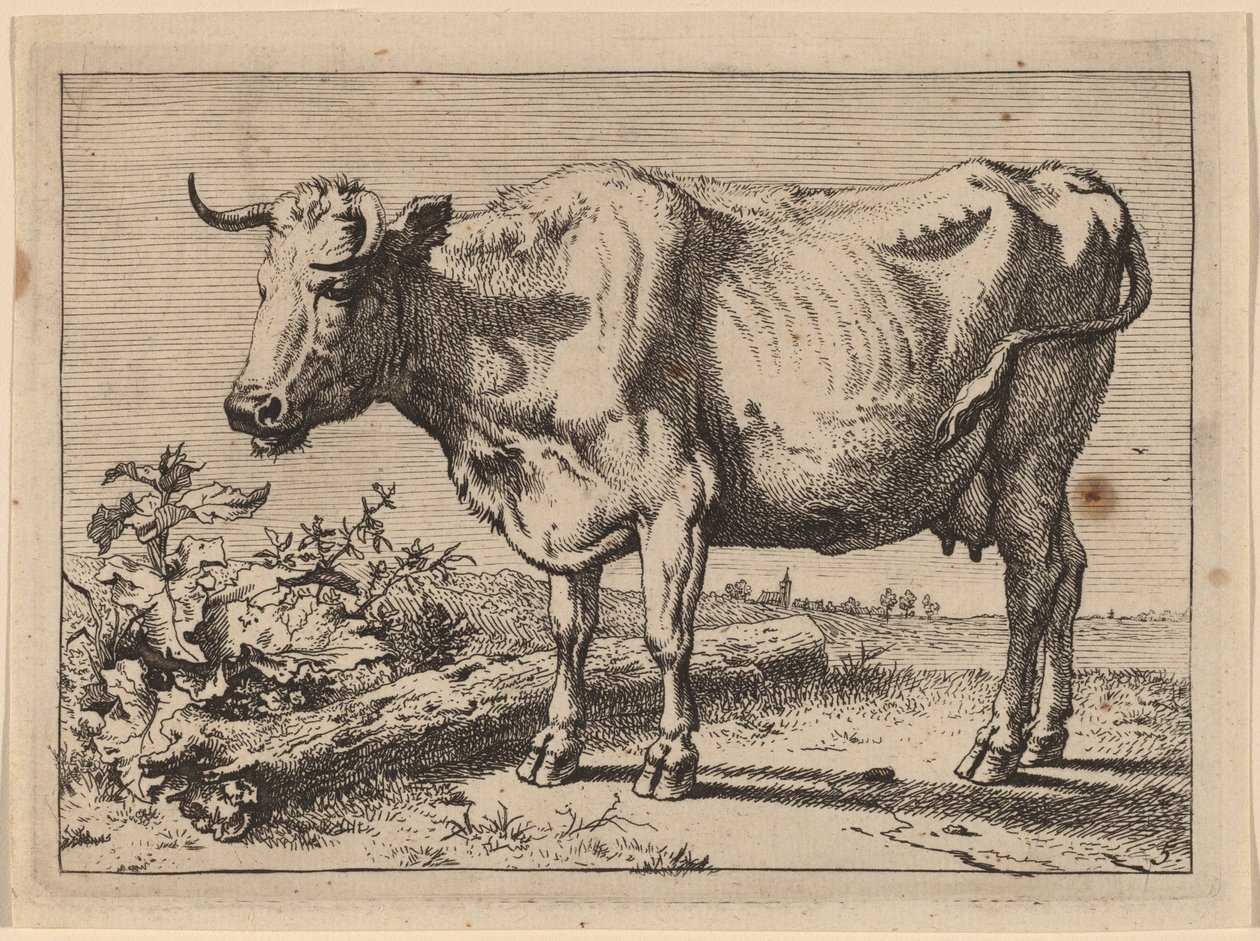 Standing Cow by Paulus Potter