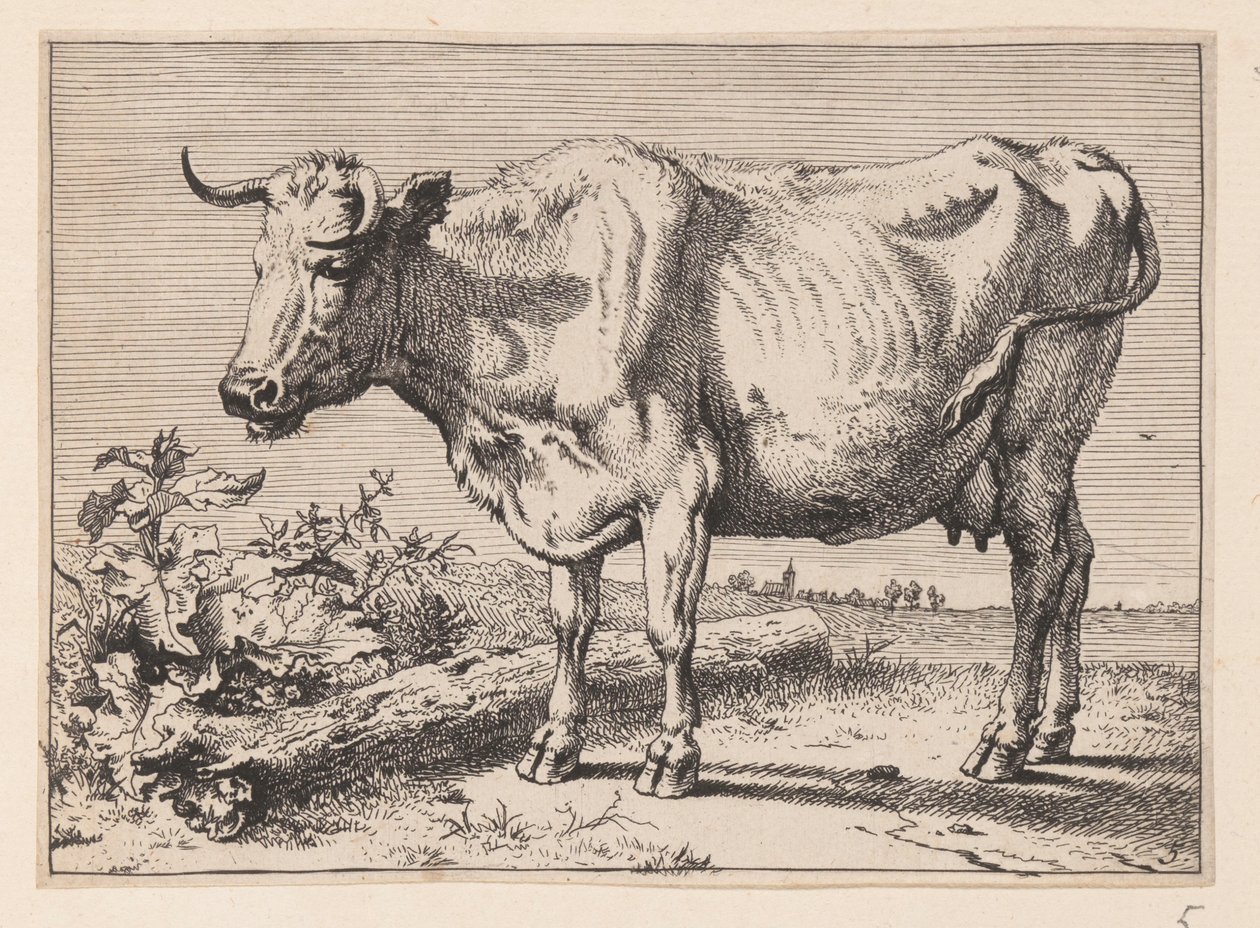 The Cow with a Crumpled Horn, from Various Oxen and Cows by Paulus Potter