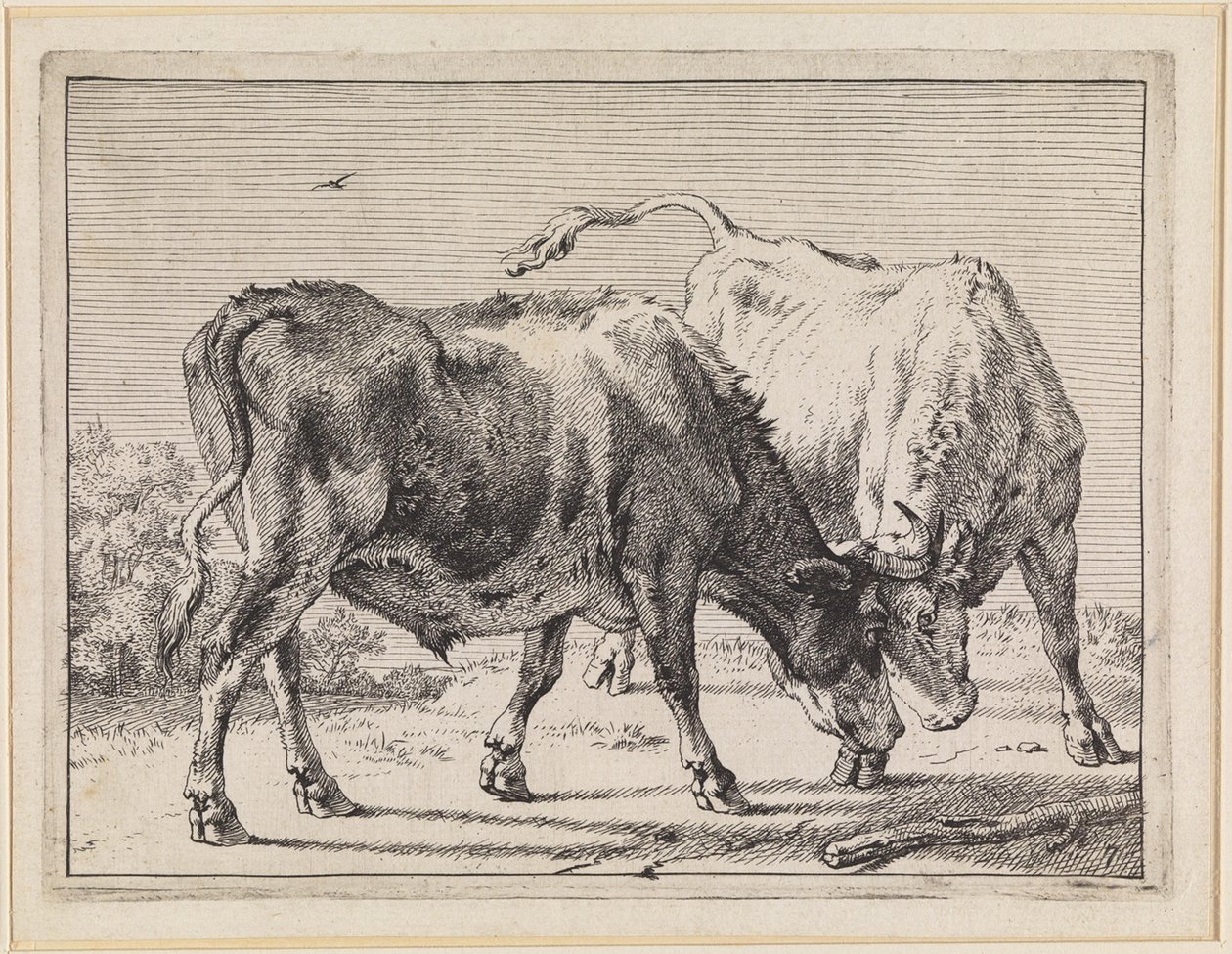 Two Fighting Oxen by Paulus Potter