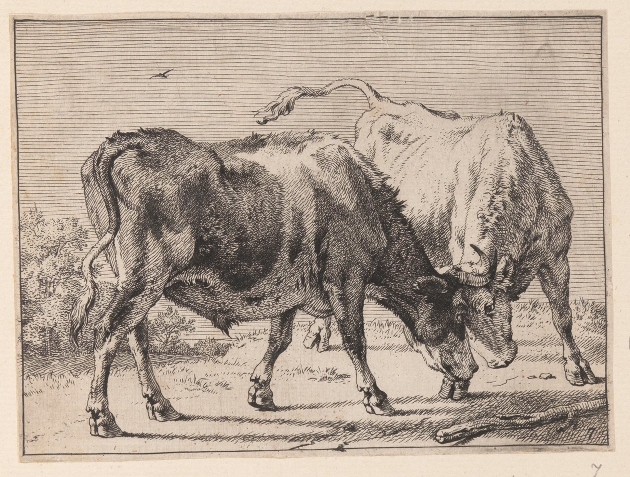 Two Oxen Fighting, from Various Oxen and Cows by Paulus Potter