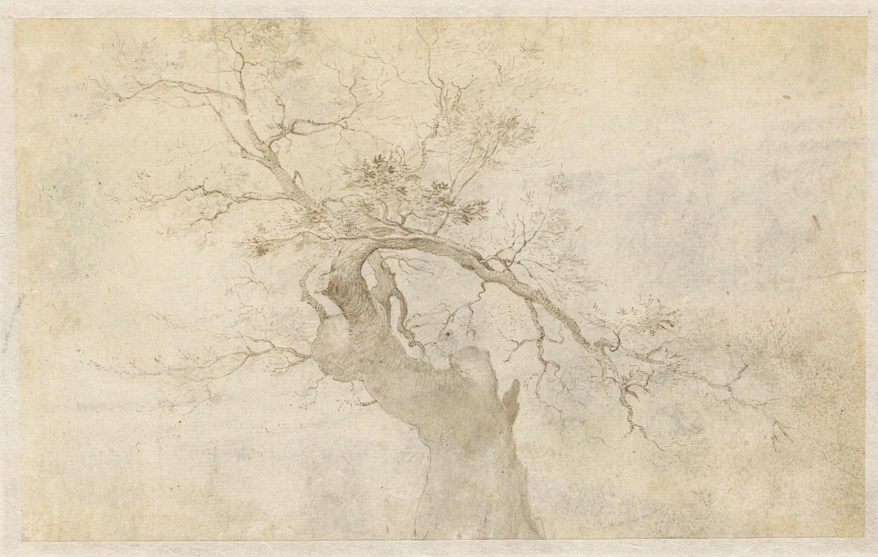 Study of a Gnarled Tree by Paulus Willemsz. van Vianen