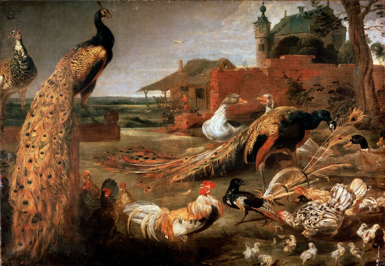 Crow in Peacock