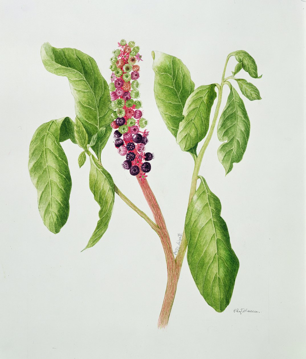 Phytolacca by Peggy Wyatt