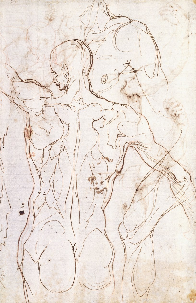 A Nude Seen from Behind, Looking to the Left, and Other Studies of his Left Shoulder and Right Leg by Perino del Vaga