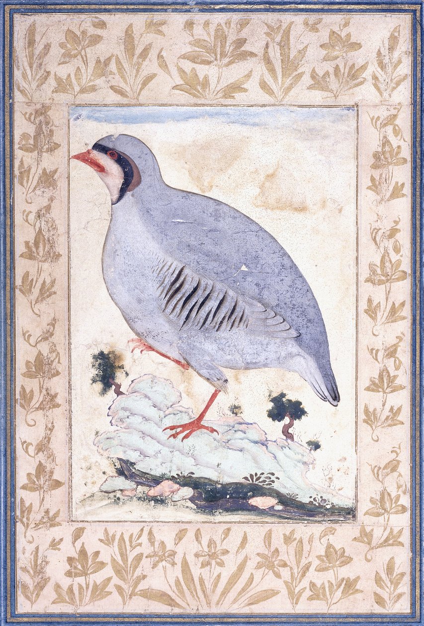 A Red-legged Partridge by Persian School: Fine art print