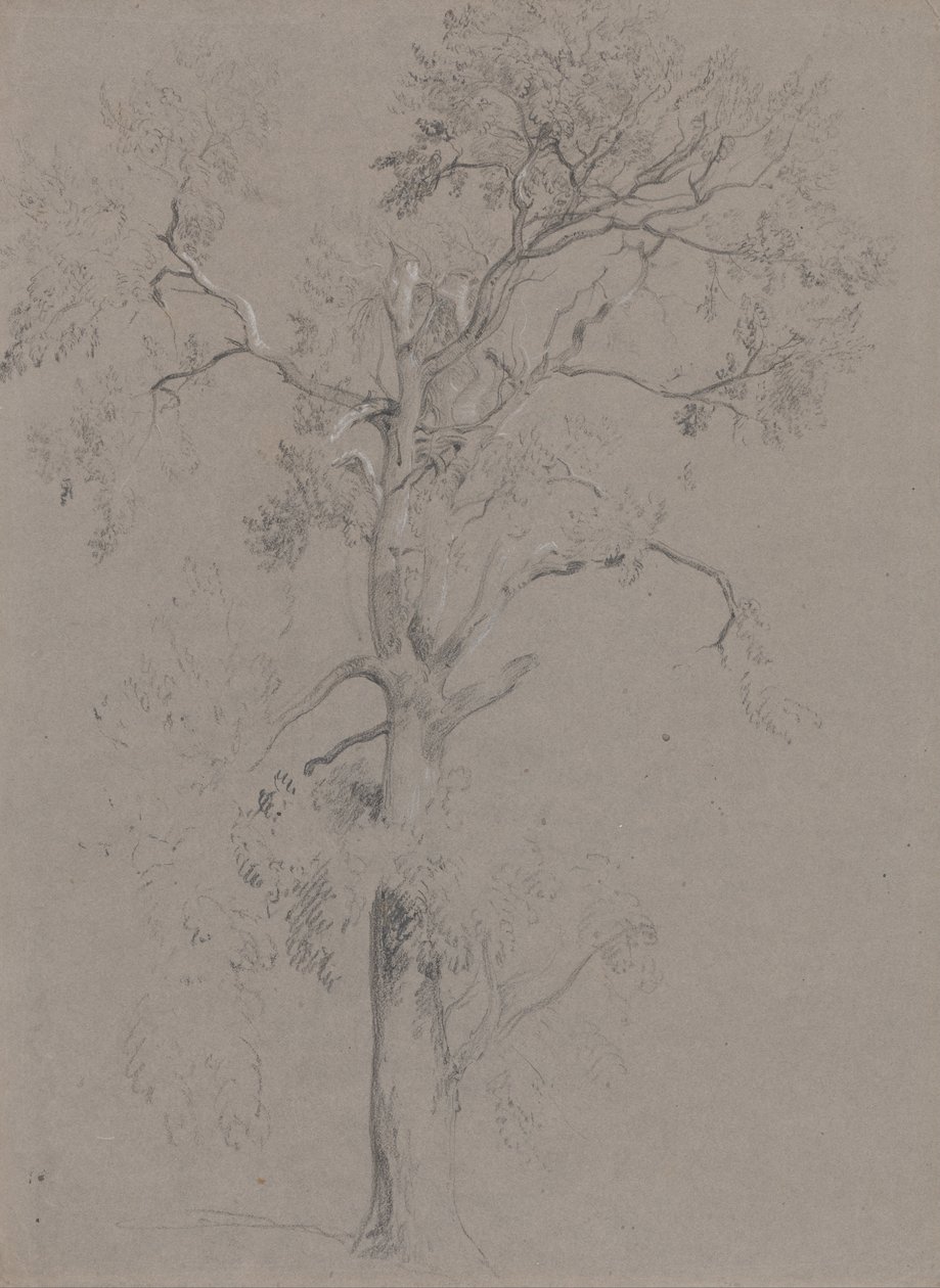 Ash Tree in Ashstead Park by Peter de Wint
