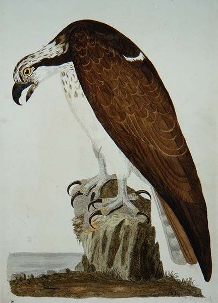 The Bald Buzzard, plate from 'The British Zoology, Class II: Birds ...