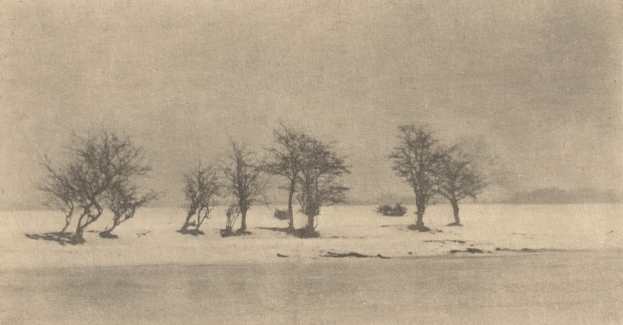 Gnarled-Thorn Trees by Peter Henry Emerson