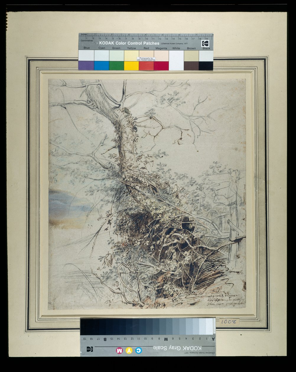 A dying tree, its trunk covered with brambles, beside a fence by Peter Paul Rubens
