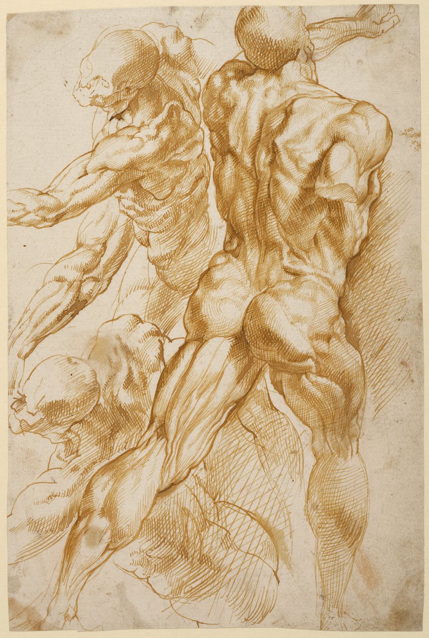 Anatomical Studies by Peter Paul Rubens