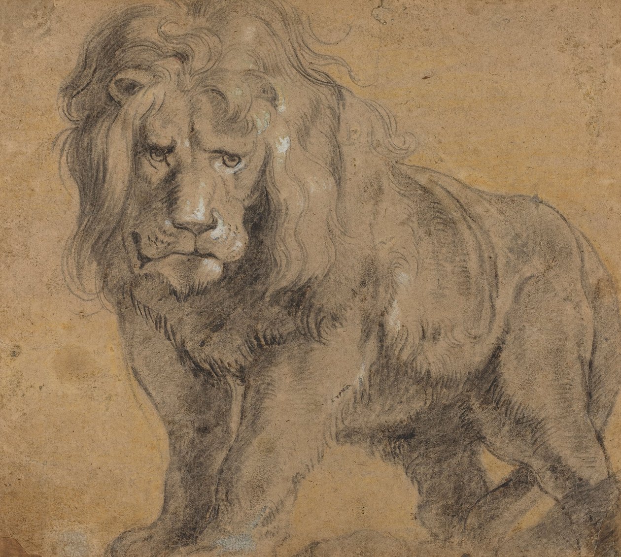 Lion, c.1612-13 by Peter Paul Rubens
