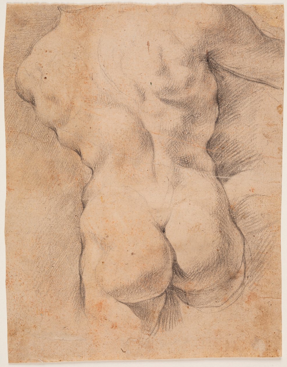 Male Torso Seen from the Back by Peter Paul Rubens