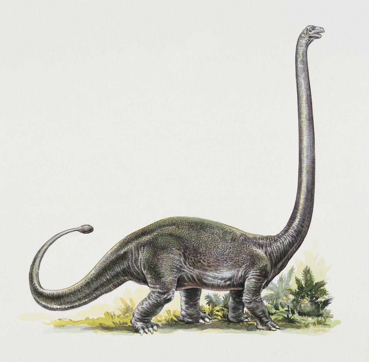 Side profile of an omeisaurus by Peter Ross