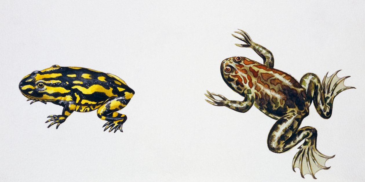 Triadobatrachus massinoti and Palaeobatrachus sp, Artwork by Peter Ross by Peter Ross