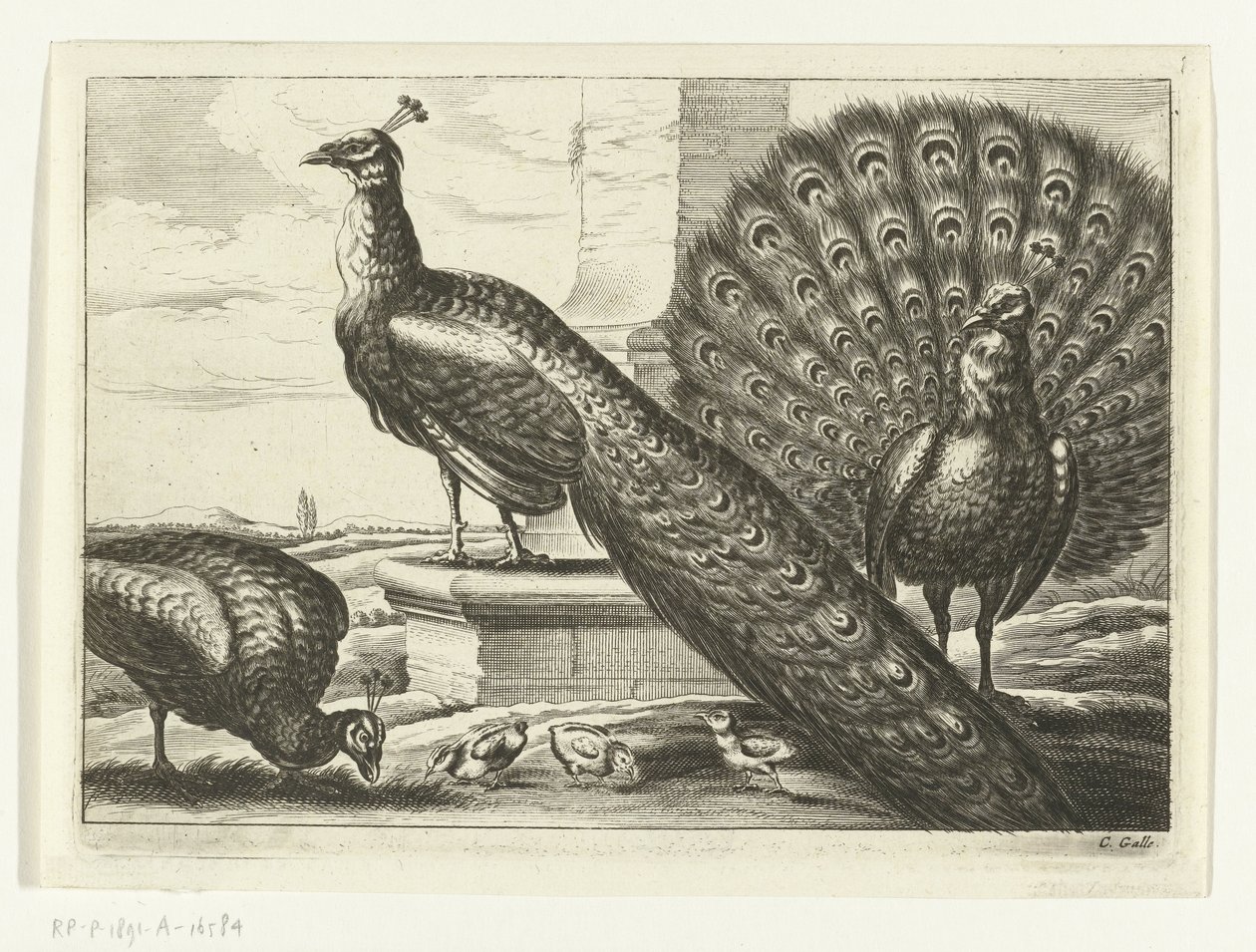 Peacocks by Peter van Liesebetten