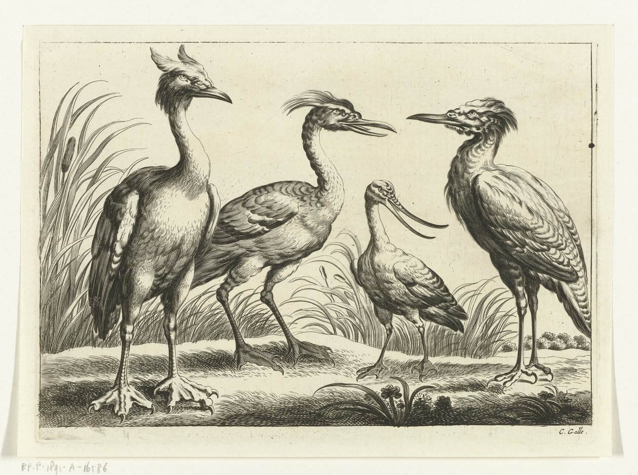 Four Wading Birds by Peter van Liesebetten