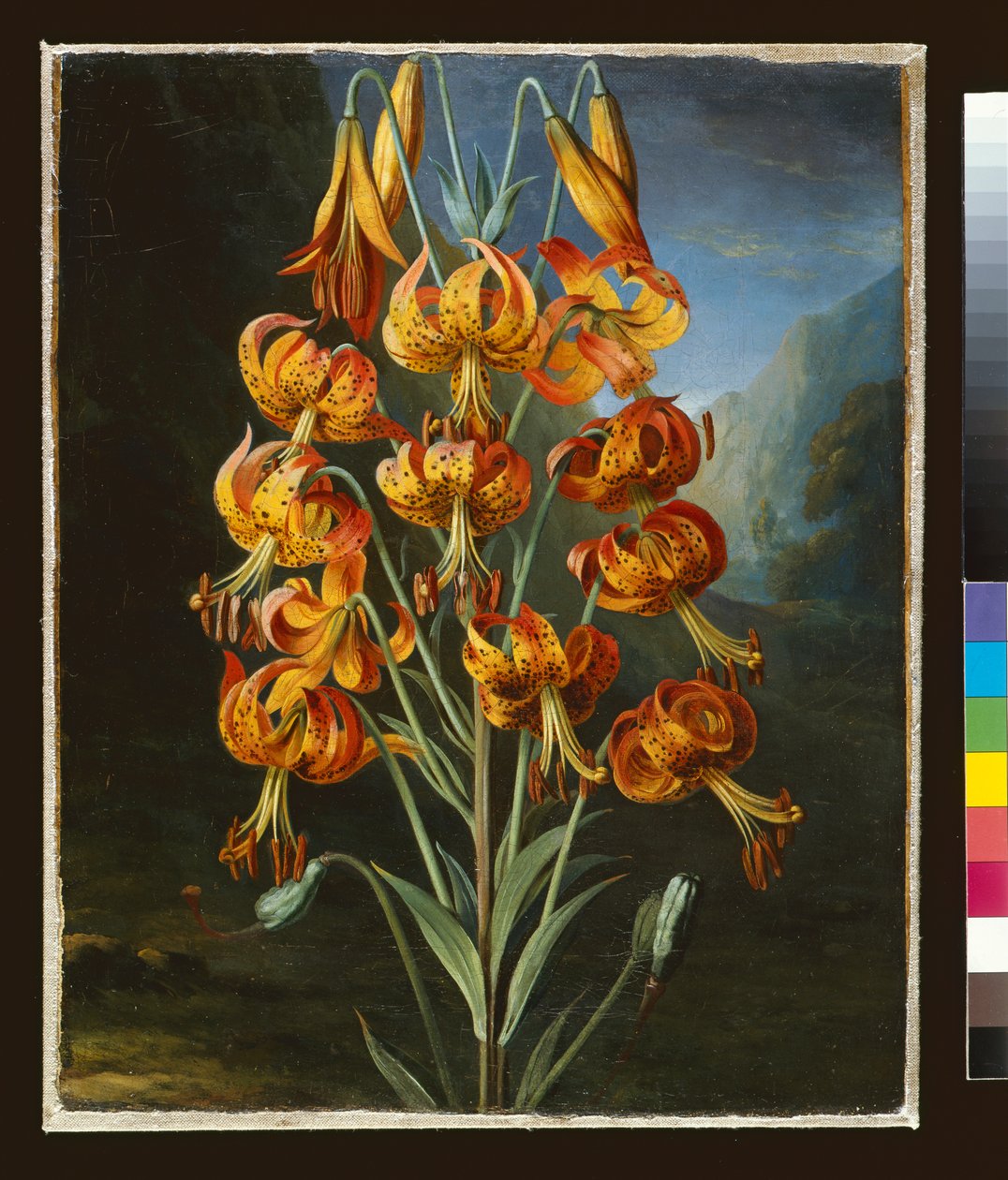 Lilium Superbum, painted for R. J. Thornton