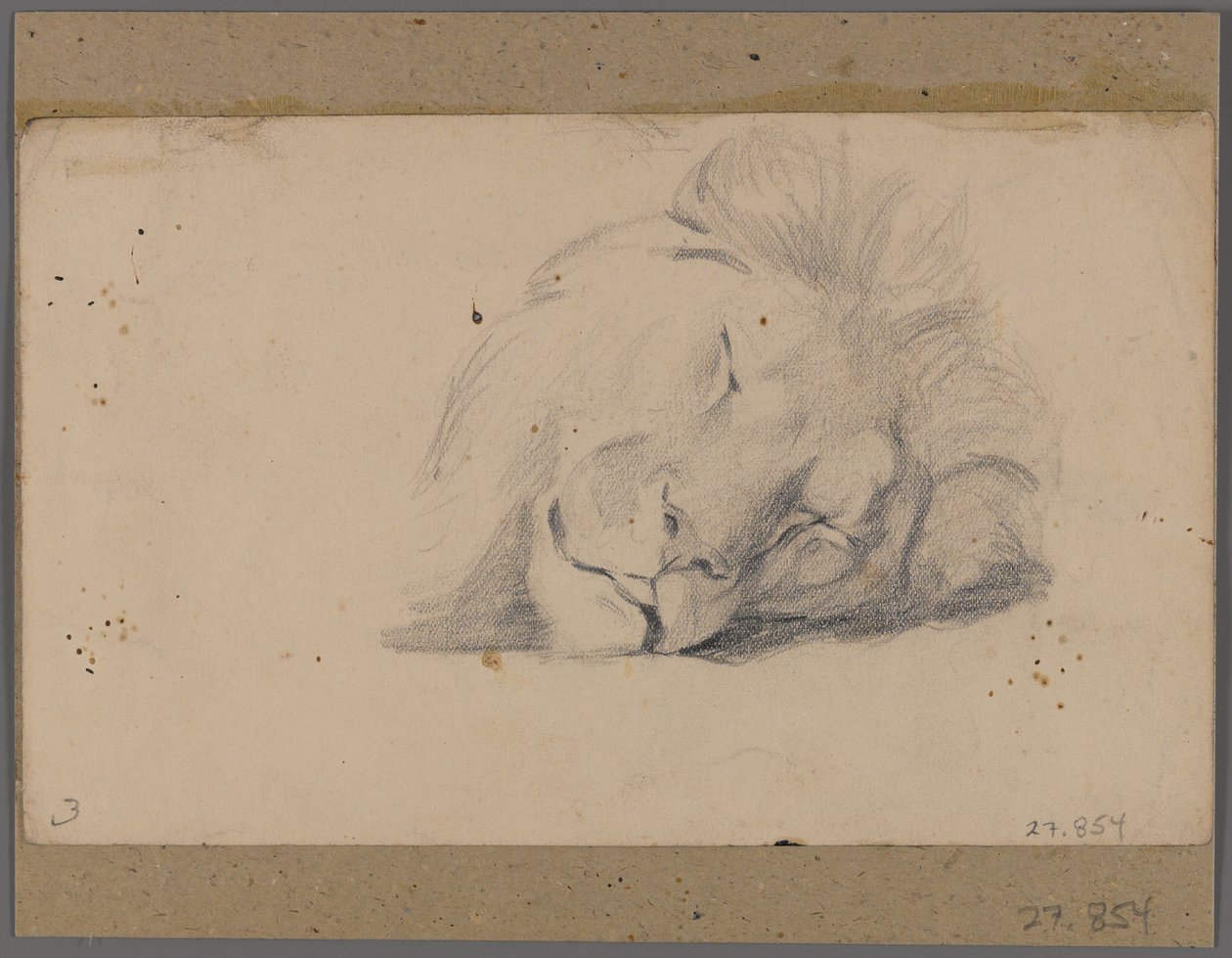Head of a Sleeping Lion by Philip H. Wolfrom