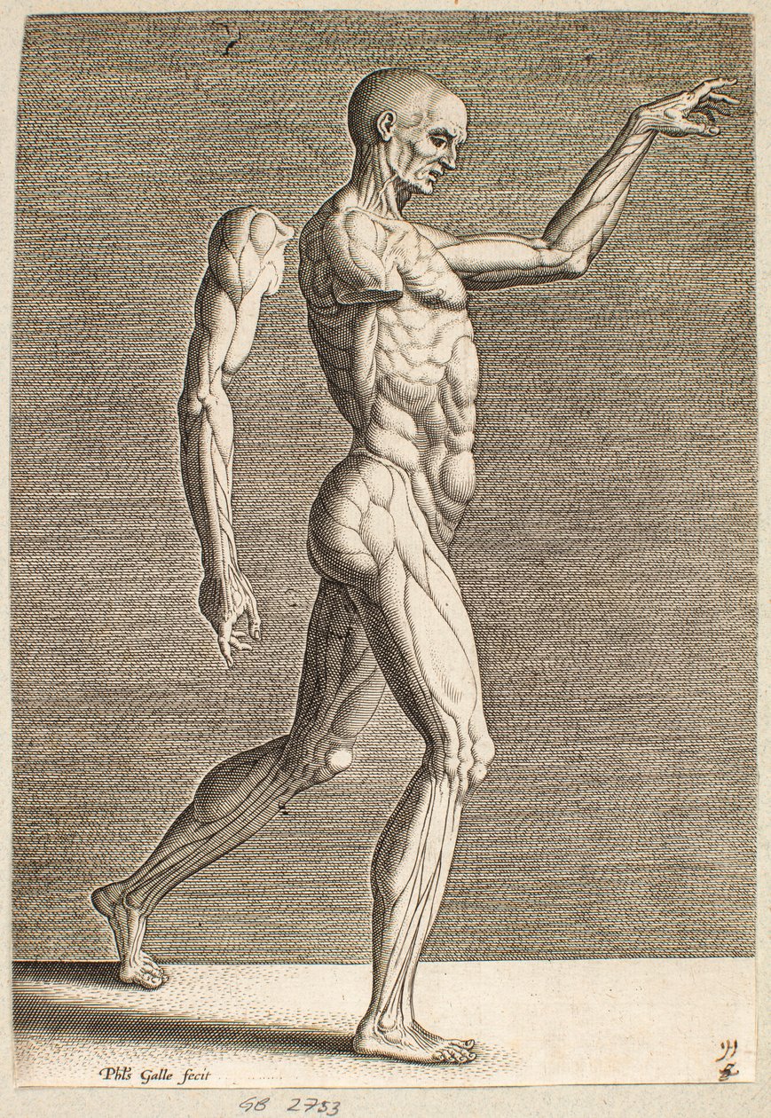 Study of Human Figure with Exposed Tendons and Muscles, Facing Right by Philips Galle