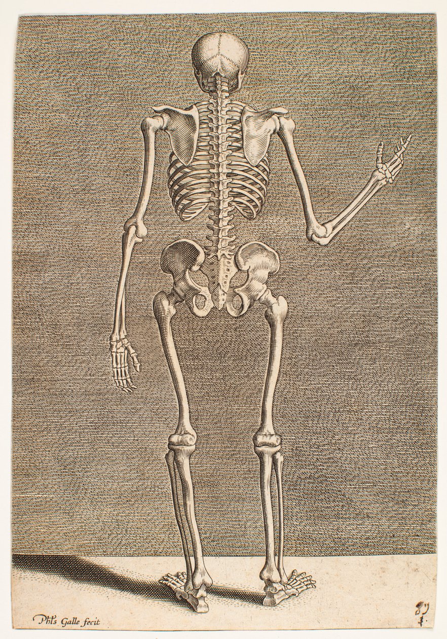 Study of a Skeleton, Seen from Behind by Philips Galle