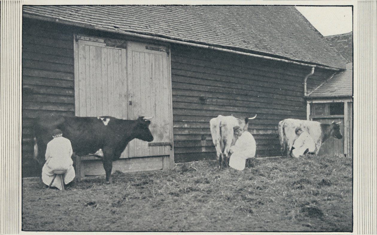 Milking Cows, 1910 by Pictorial Agency
