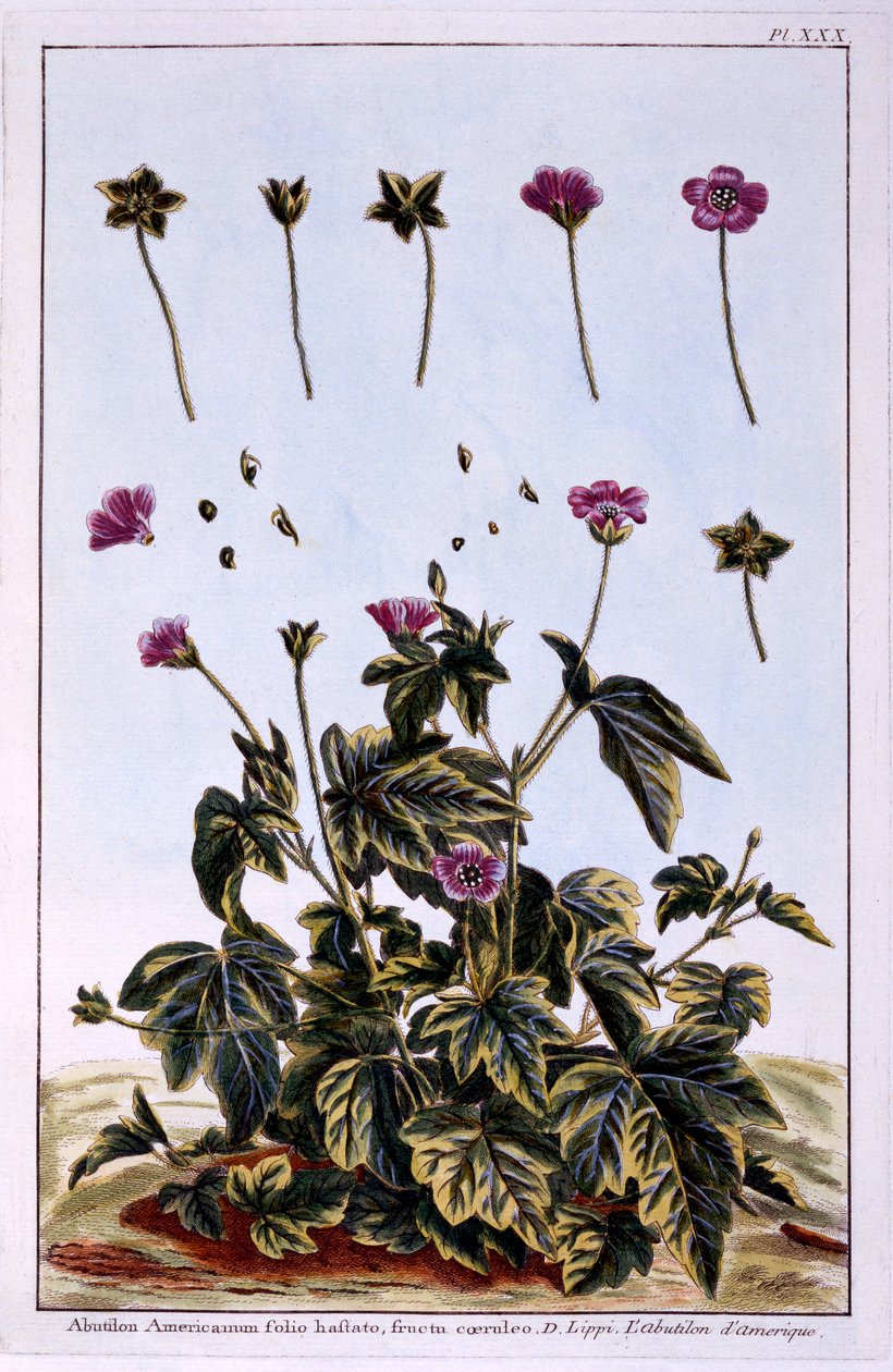 Flowering Maple or Indian Mallow by Pierre-Joseph Buchoz