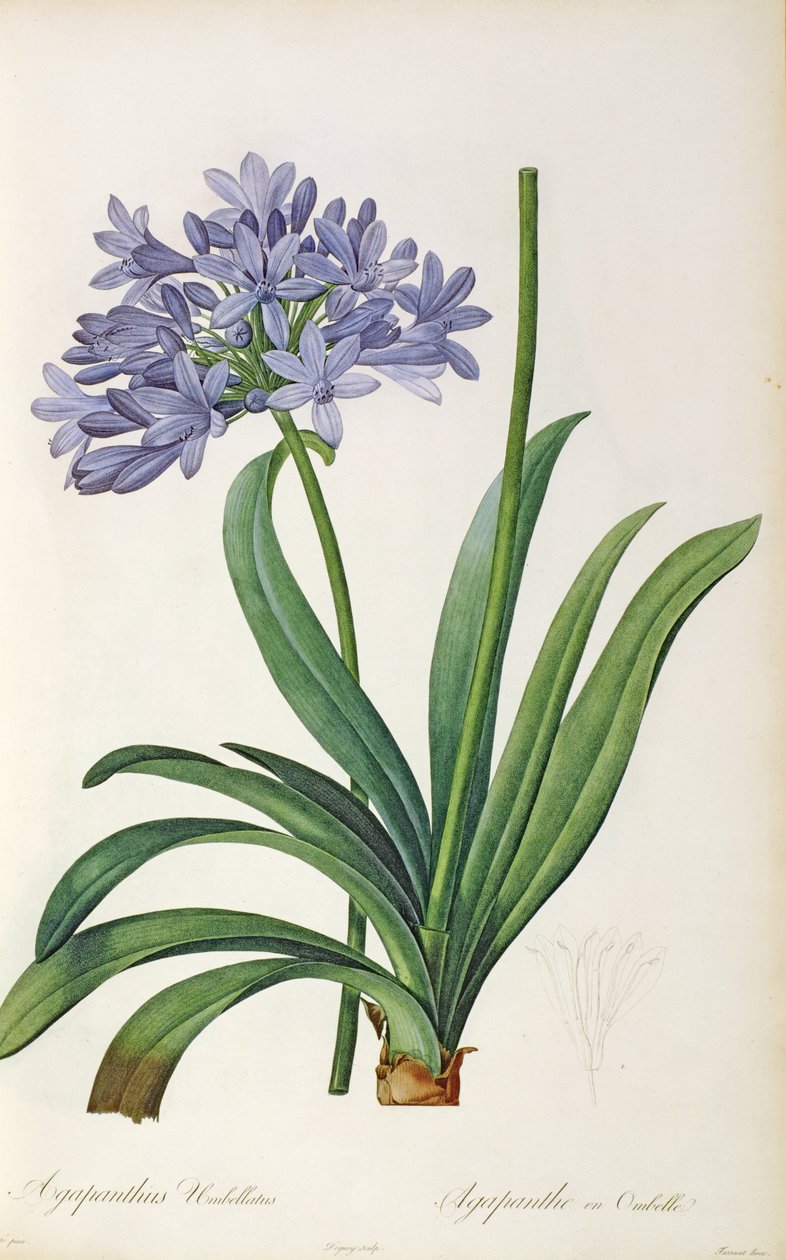 Agapanthus Umbrellatus, from 
