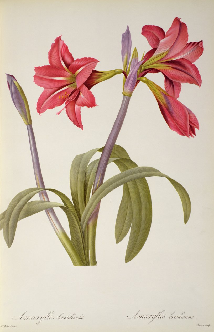 Amaryllis Brasiliensis, from 