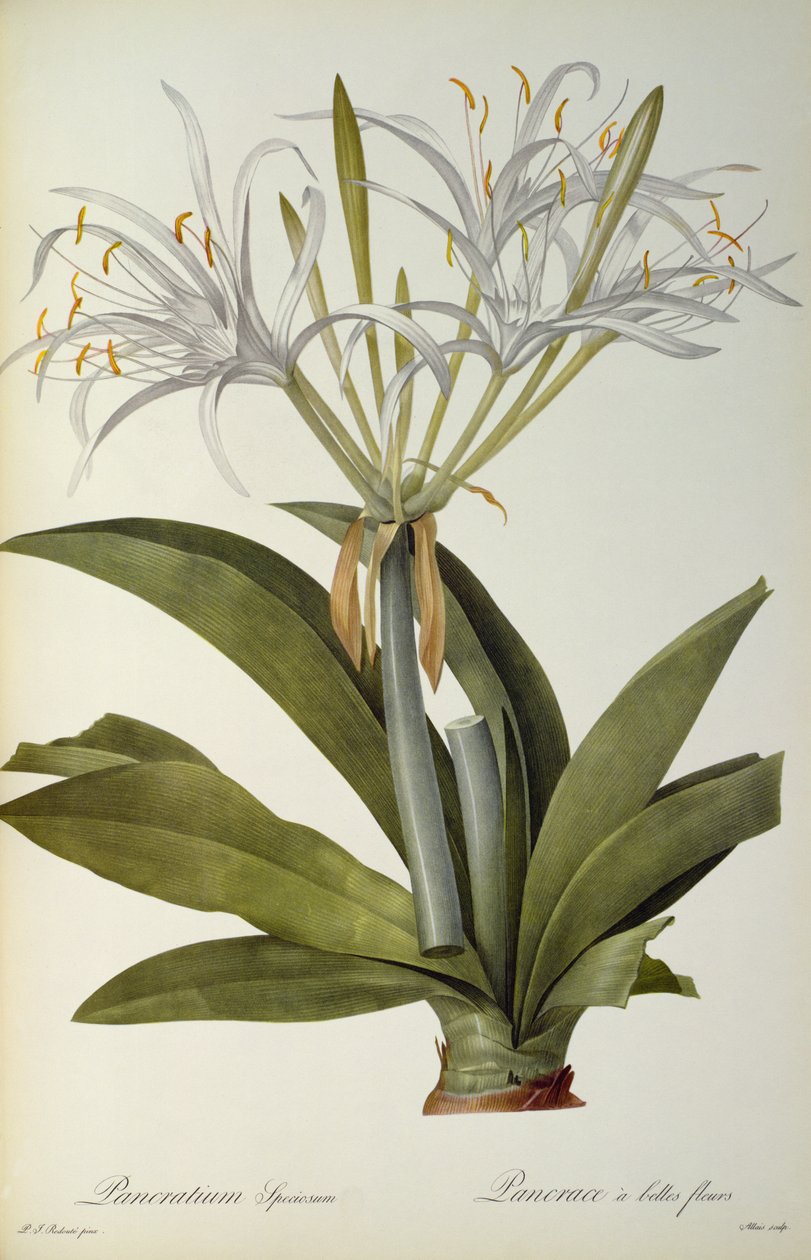Pancratium speciosum, from 