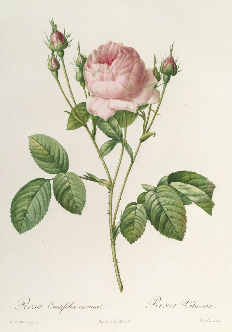 Rosa Centifolia Carnea, from 