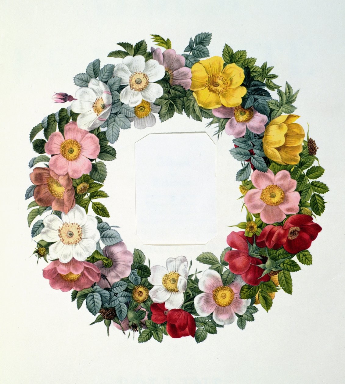 Wreath of Roses, Frontispiece for 