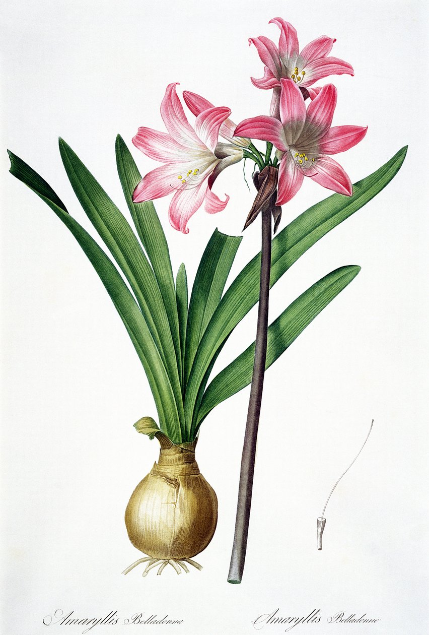 Amaryllis Belladonna, from 