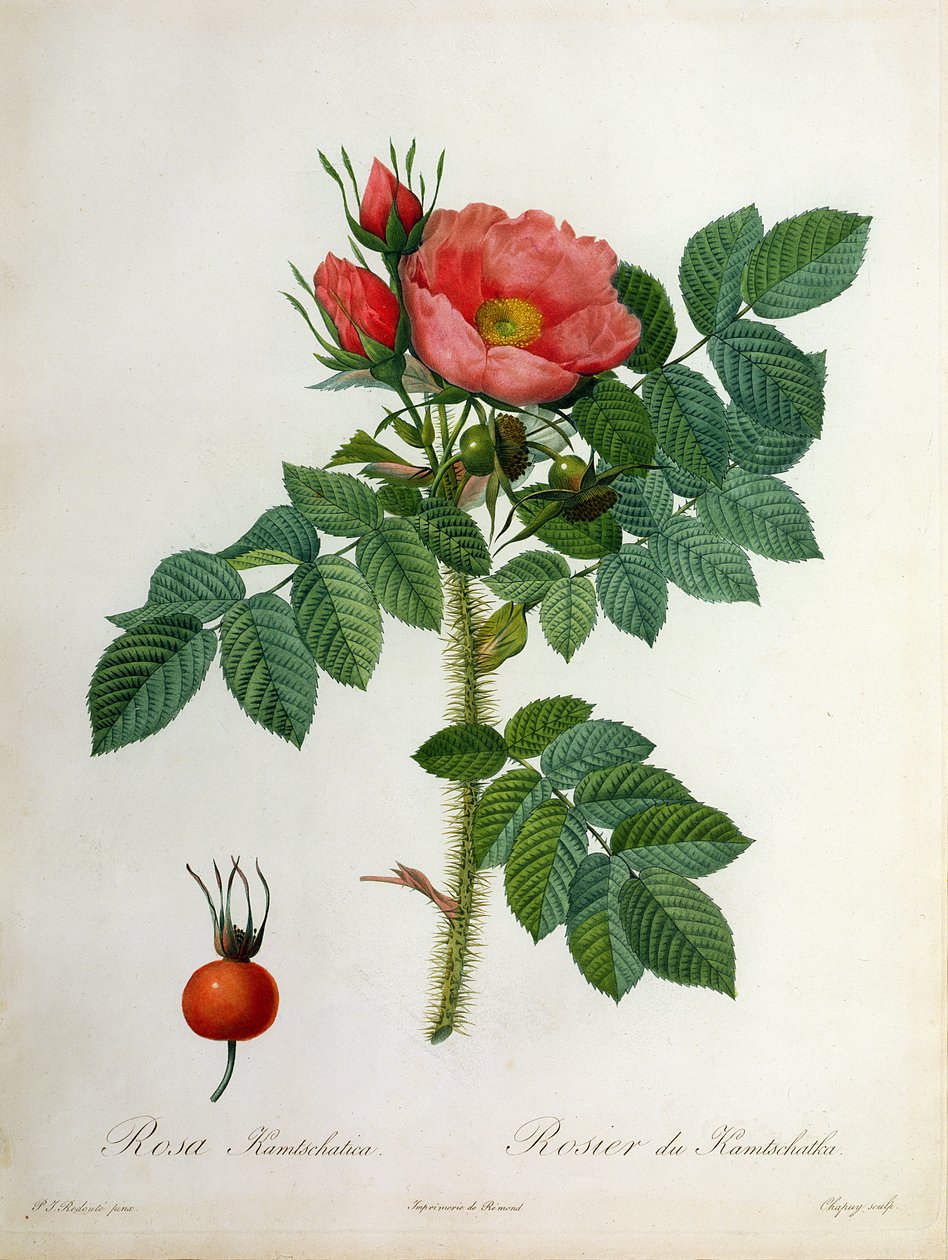Rosa Kamtschatica, engraved by Chapuy, published by Remond by Pierre Joseph Redouté