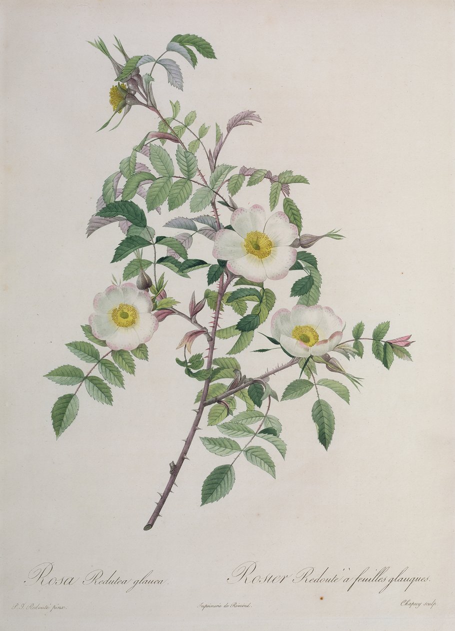 Rosa Redutea glauca, engraved by Chapuy, published by Remond by Pierre Joseph Redouté
