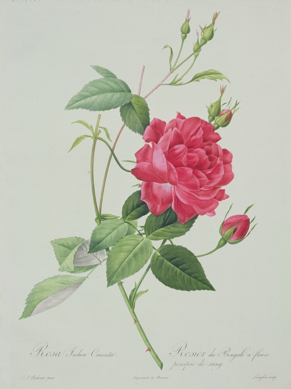 Rosa indica cruenta (blood-red Bengal rose), engraved by Langlois, from 