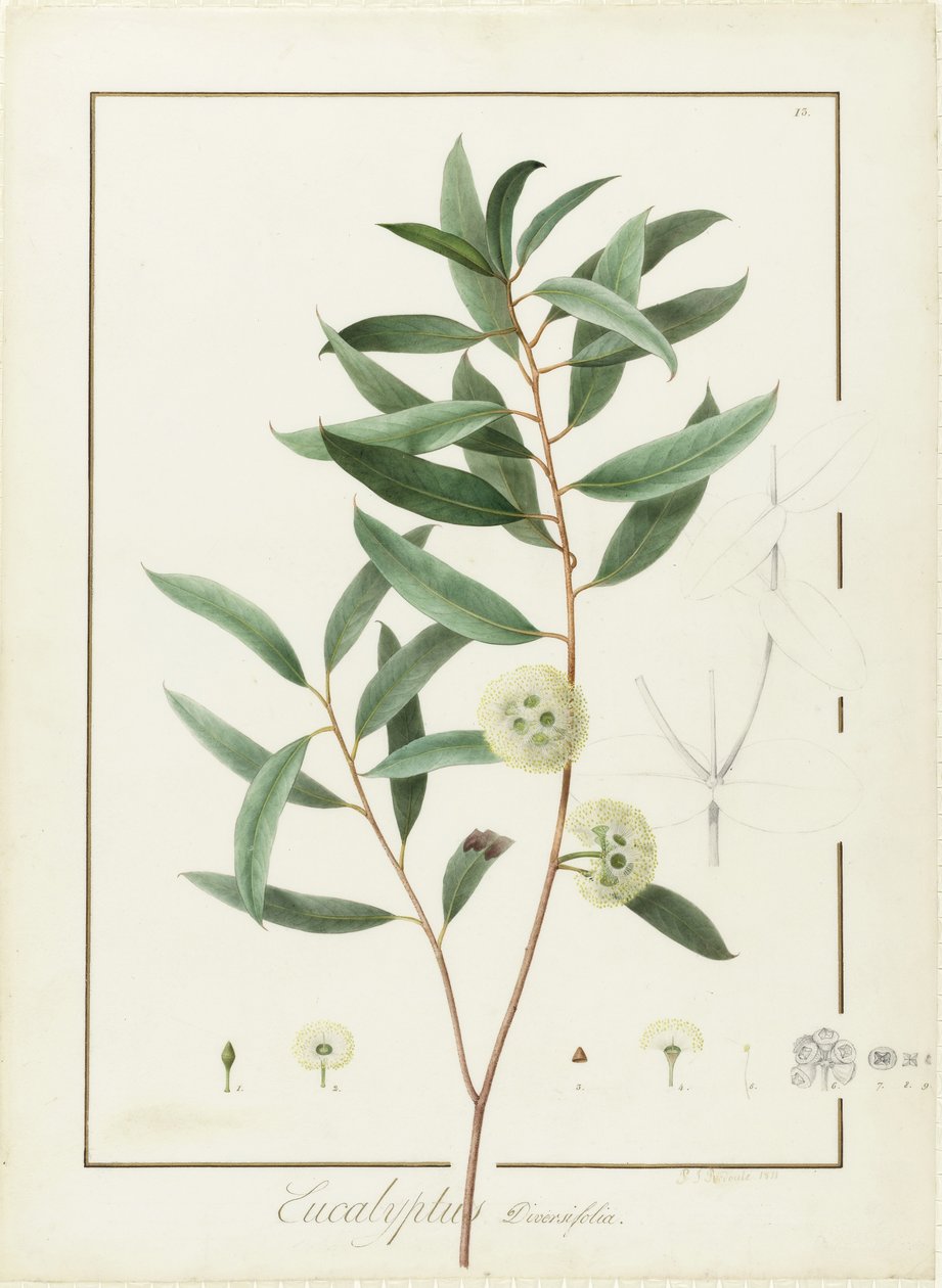Eucalyptus Diversifolia, 1811 by Pierre Joseph Redouté