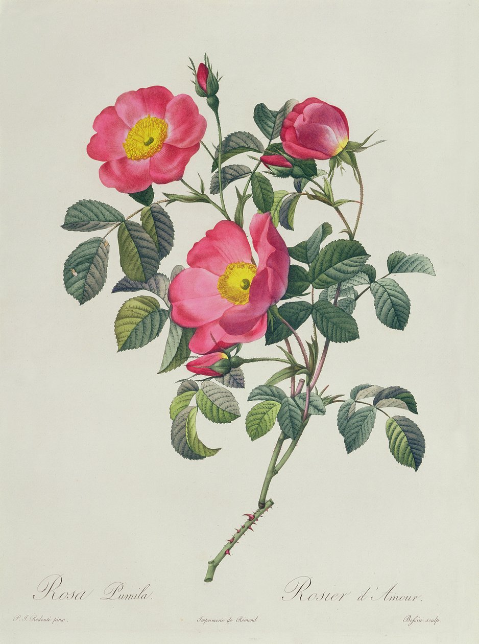Rosa Lumila by Pierre-Joseph Redouté