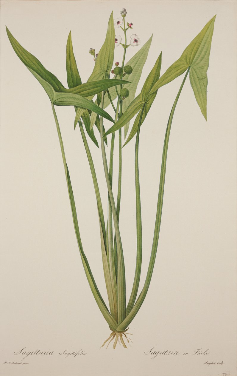 Sagittaria by Pierre Joseph Redouté