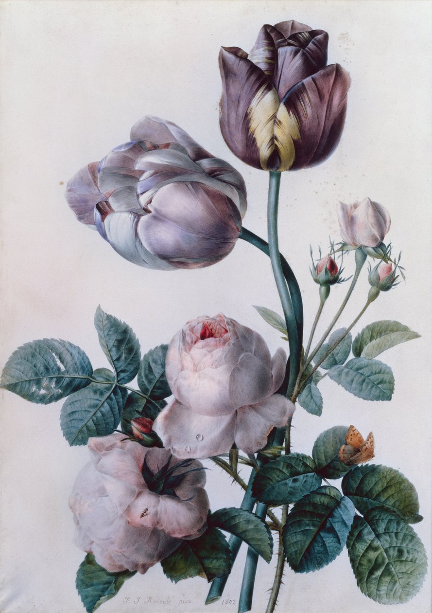A Cabbage Rose, Two Tulips, A Small Tortoiseshell Butterfly, Yellow Meadow by Pierre Joseph Redouté