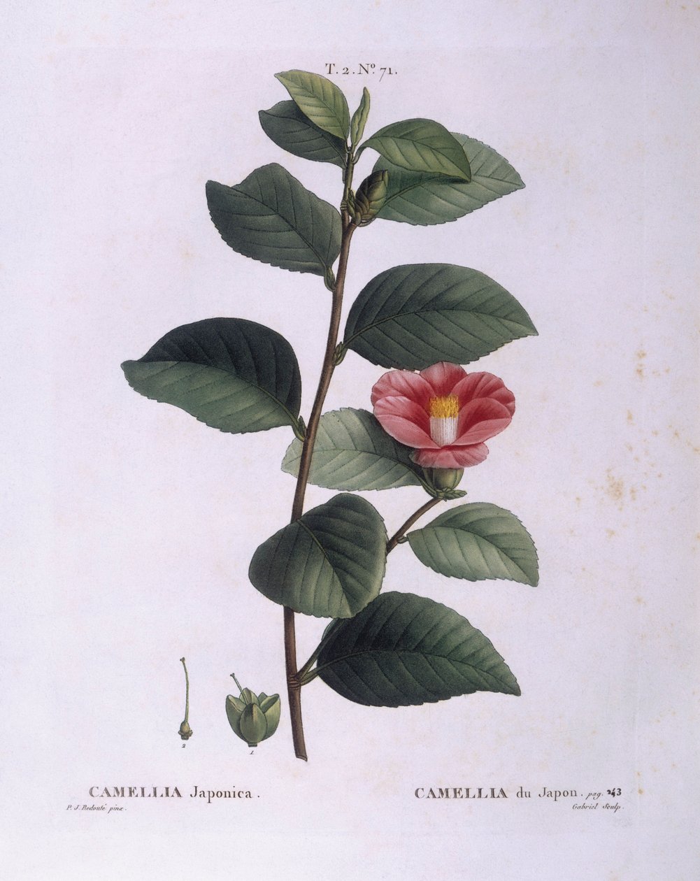 Camellia (Camellia japonica), botanical plate by Pierre Joseph Redouté by Pierre Joseph Redouté