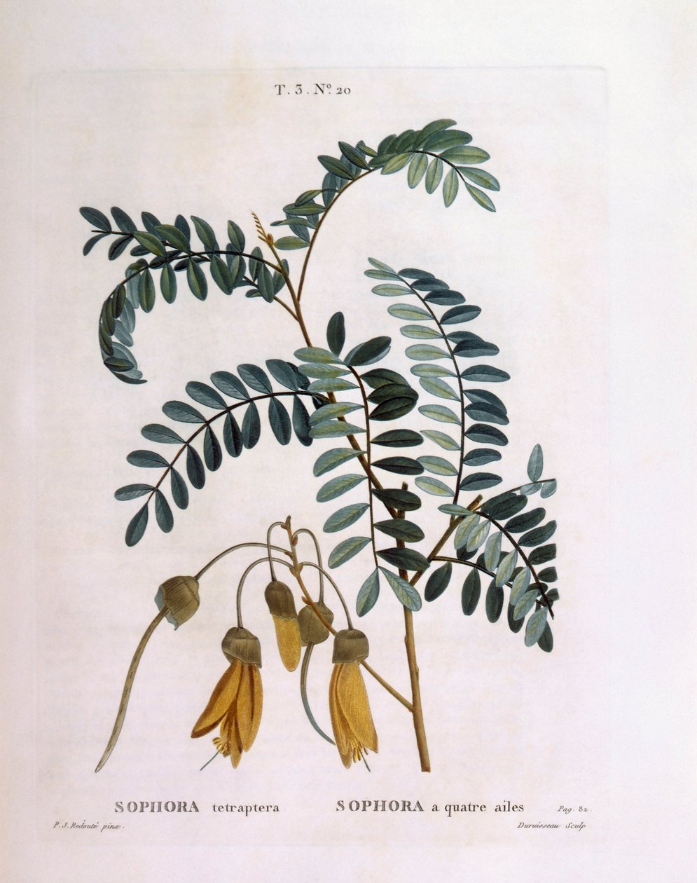 Kowhai (Sophora tetraptera or Edwardsia grandiflora) by Pierre Joseph Redouté